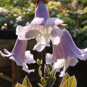 Paulownia fortunei 'Fast blue'