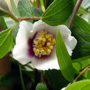 Philadelphus 'Mexican Jewel'