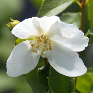 Philadelphus 'Silver Showers'