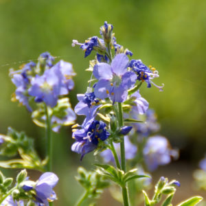Polemonium caeruleum 'Brise D'Anjou'