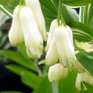 Polygonatum striatum