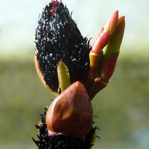 Salix melanostachys