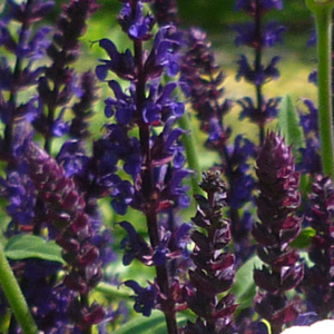 Salvia 'Carradona'