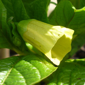 Scopolia carniolica