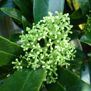 Skimmia 'Kew Green'