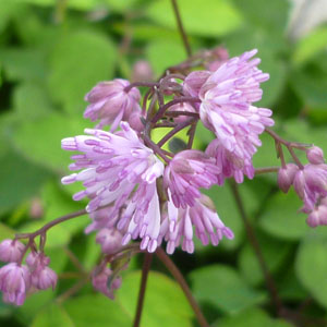 Thalictrum kiusianum