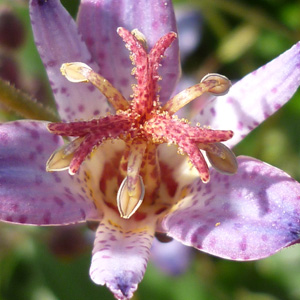 Tricyrtis 'Hototogisu'