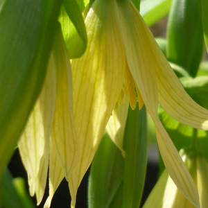Uvularia grandiflora