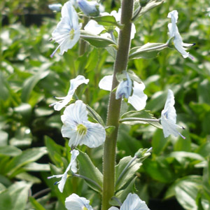 Veronica gentianoides 'Barbara Sherwood'