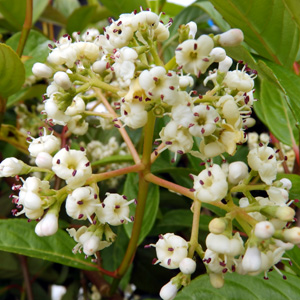 Viburnum 'Le Bois Marquis'