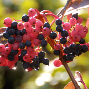 Viburnum nudum 'Pink Beauty' - berries
