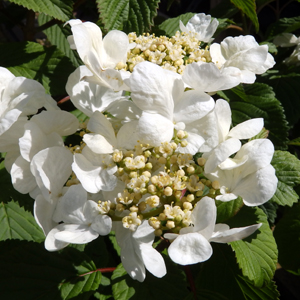 Viburnum plicatum 'Shasta'
