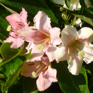Weigela 'Darts Colour Dream'