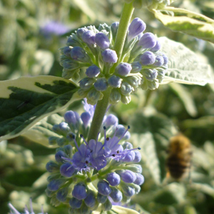 Caryopteris 'White Surprise'