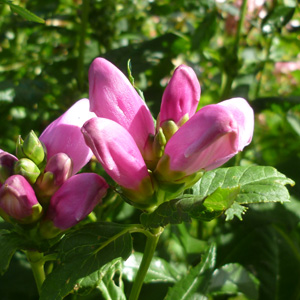 Chelone oblique