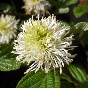 Fothergilla major