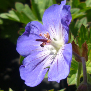 Geranium 'Rozanne'