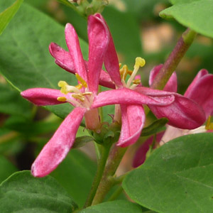 Lonicera tartarica 'Hacks Red'