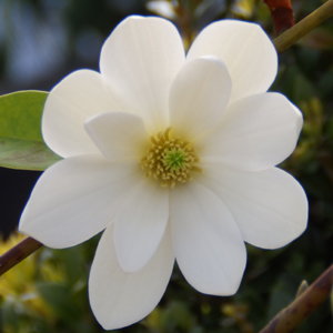 Magnolia grandiflora 'Kay Parris'