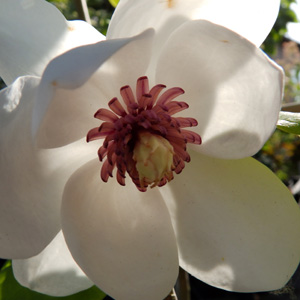 Magnolia sieboldiana