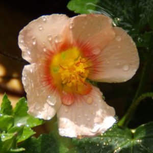 Malvastrum lateritium