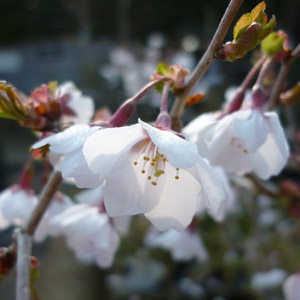 Prunus 'Kojo-no-mai'
