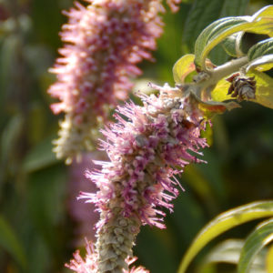 Rostrinucula dependens