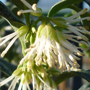 Sarcoccoca confusa