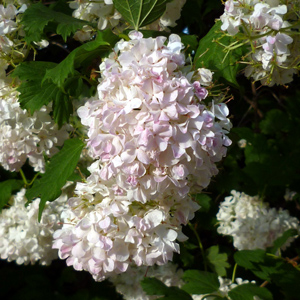 Viburnum opulus Roseum
