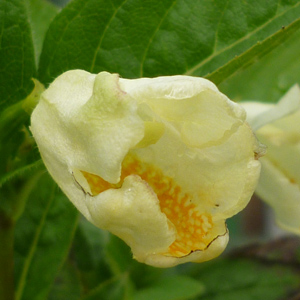 Weigela middendorffiana