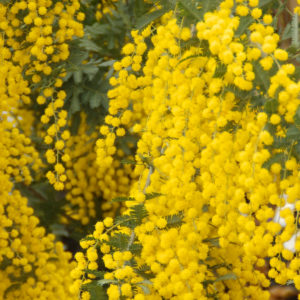 Acacia dealbata