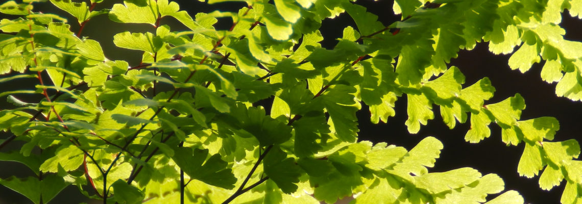 Shade Loving Perennials
