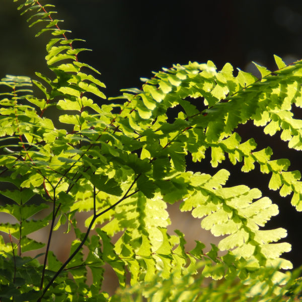 Shade Loving Perennials
