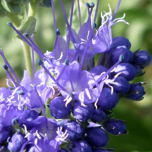 Caryopteris 'Dark Kinght'
