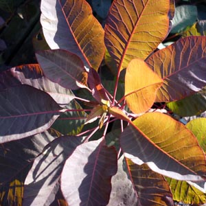 Cotinus 'Grace'
