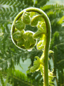 Dicksonia antartica