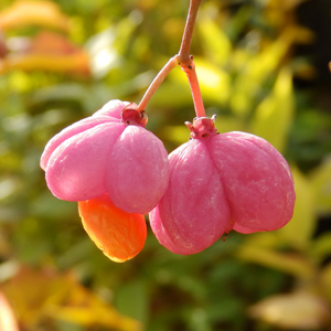 Euonymus europaeus 'Red Cascade'