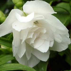 Philadelphus 'Manteau d Hermine'
