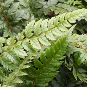 Polystichum neolobatum