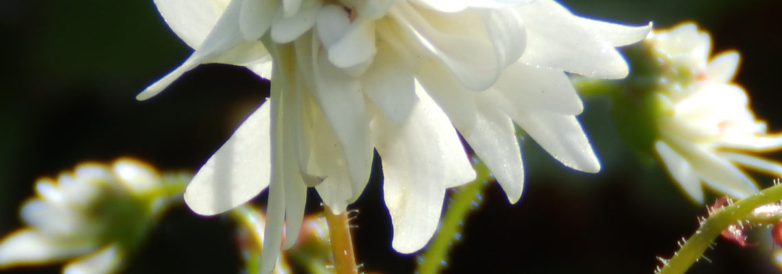 Saxifraga fortunei Shiranami