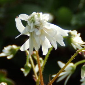 Saxifraga fortunei Shiranami