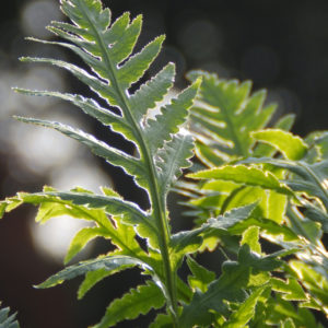 Woodwardia fimbriata