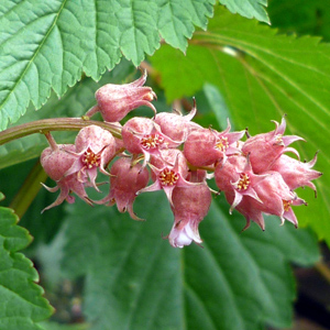 Niella thibetica