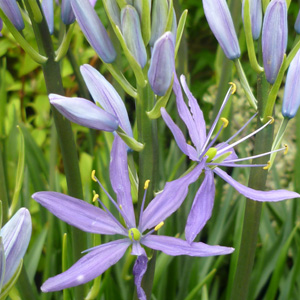 Camassia 'Caerulia Group'