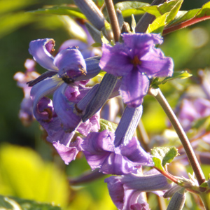 Clematis 'Cassandra'