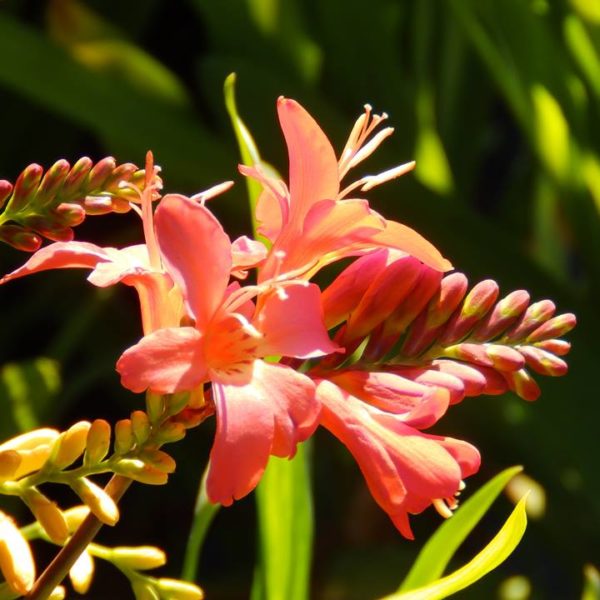 Perennials
