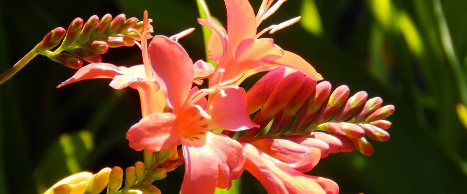 Perennials