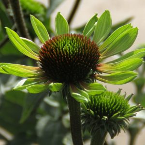 Echinacea purpurea 'Green Envy'