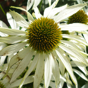 Echinacea 'Baby White Swan'
