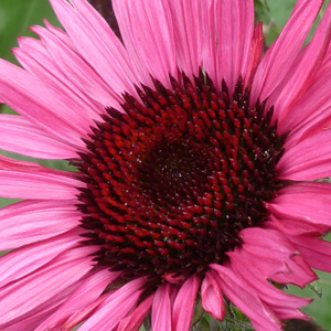 Echinacea 'Fatal Attraction'